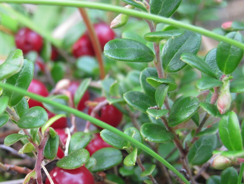 Lingonberry