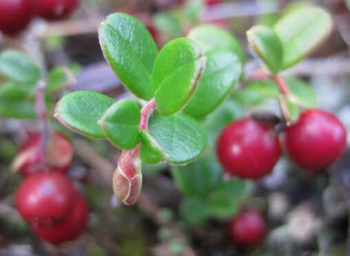 Lingonberry