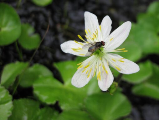 White Marsh-Marigold