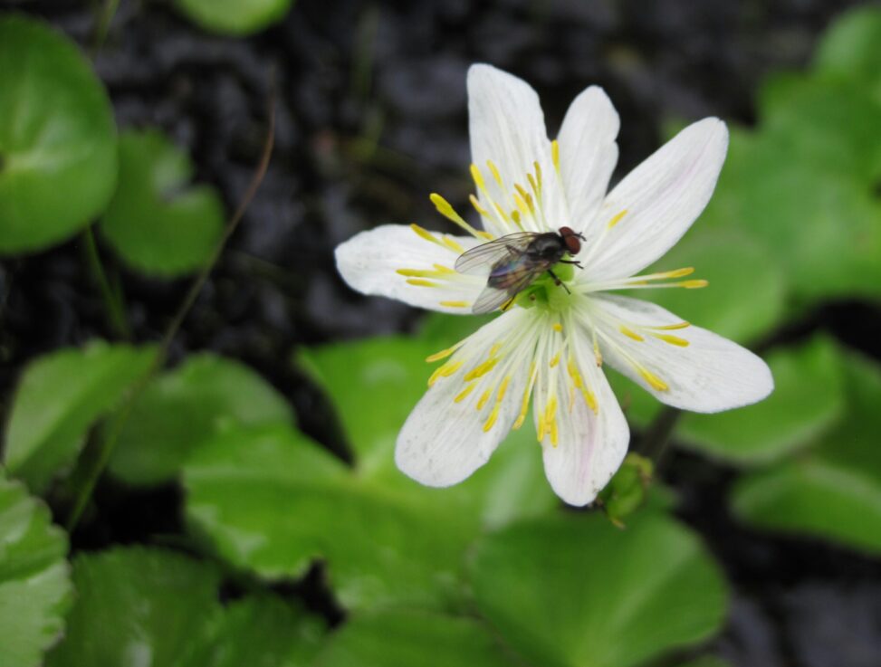 White Marsh-Marigold