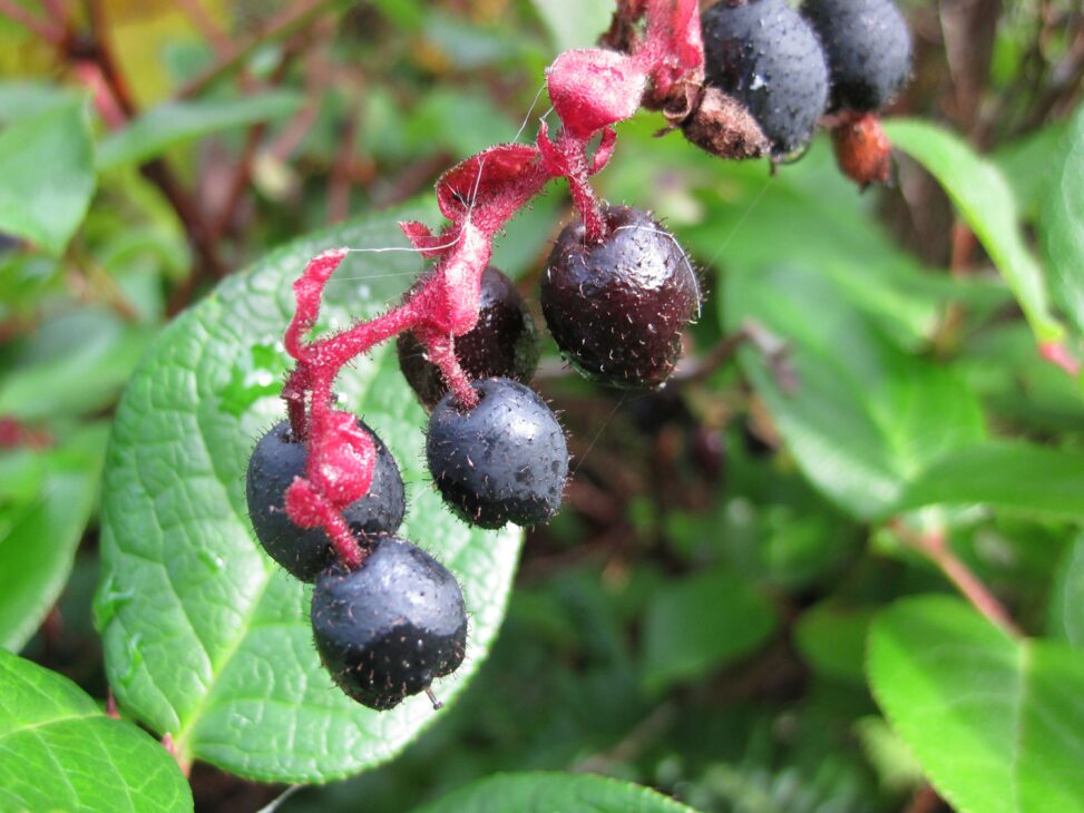 Salal