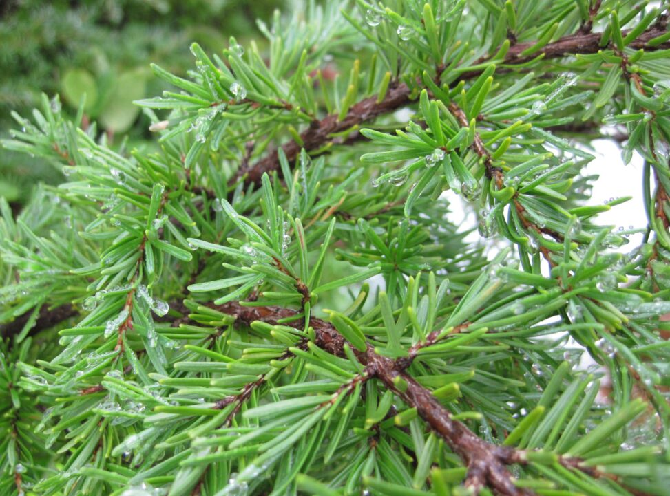 Mountain Hemlock