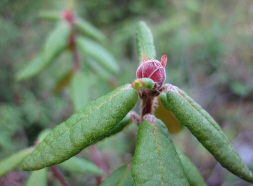 Labrador Tea