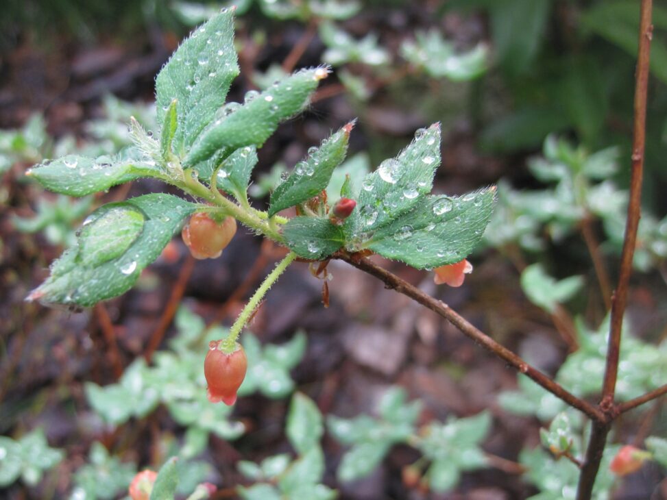 False Azalea