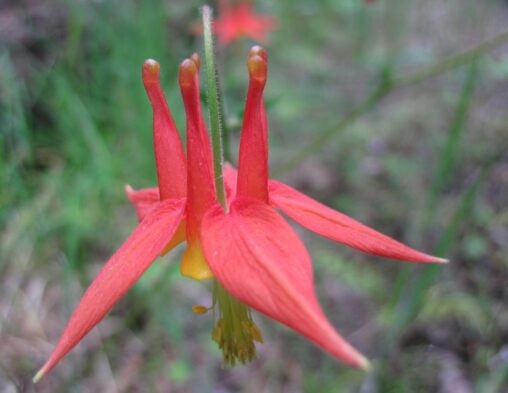 Western Columbine