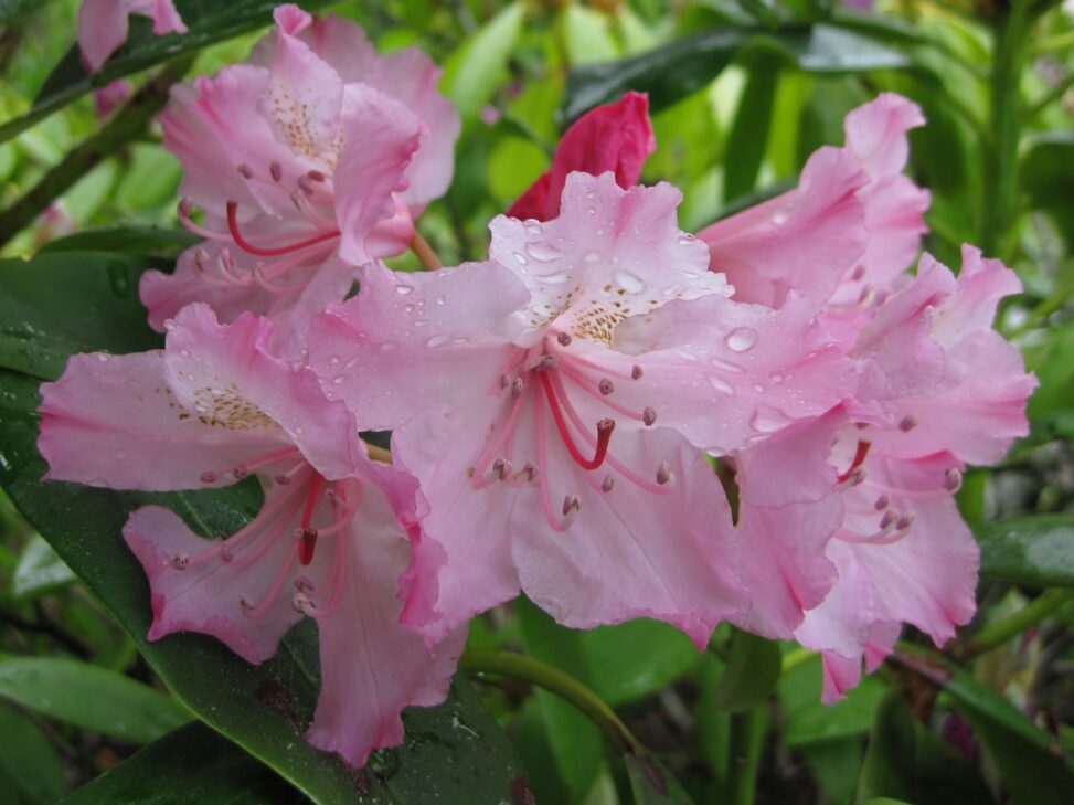 Pacific Rhododendron