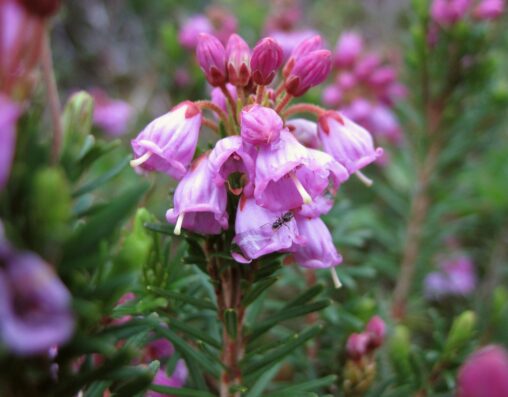 Pink Mountain-Heather