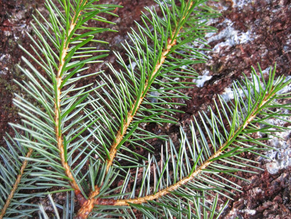 Sitka Spruce