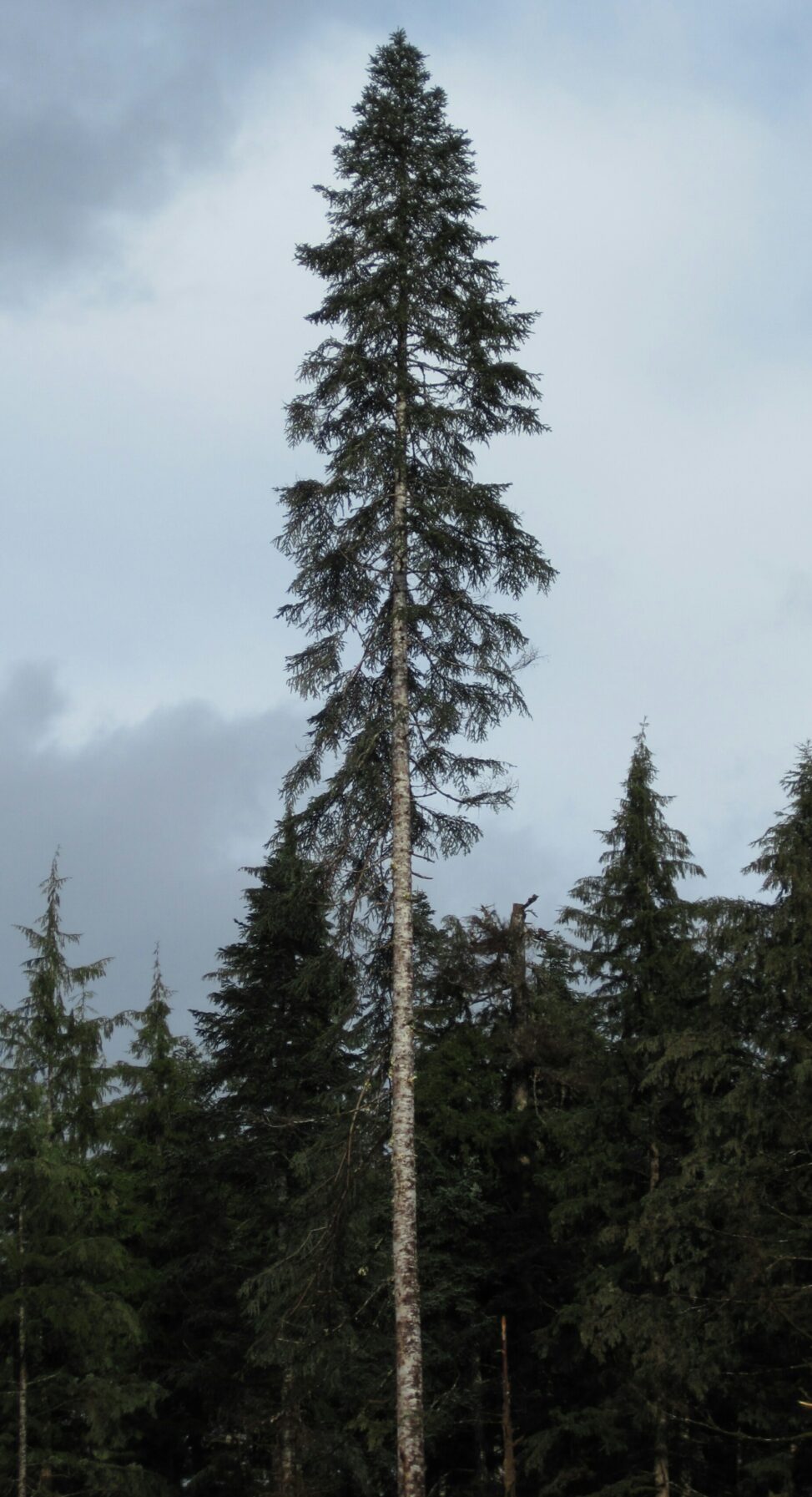 Pacific Silver Fir