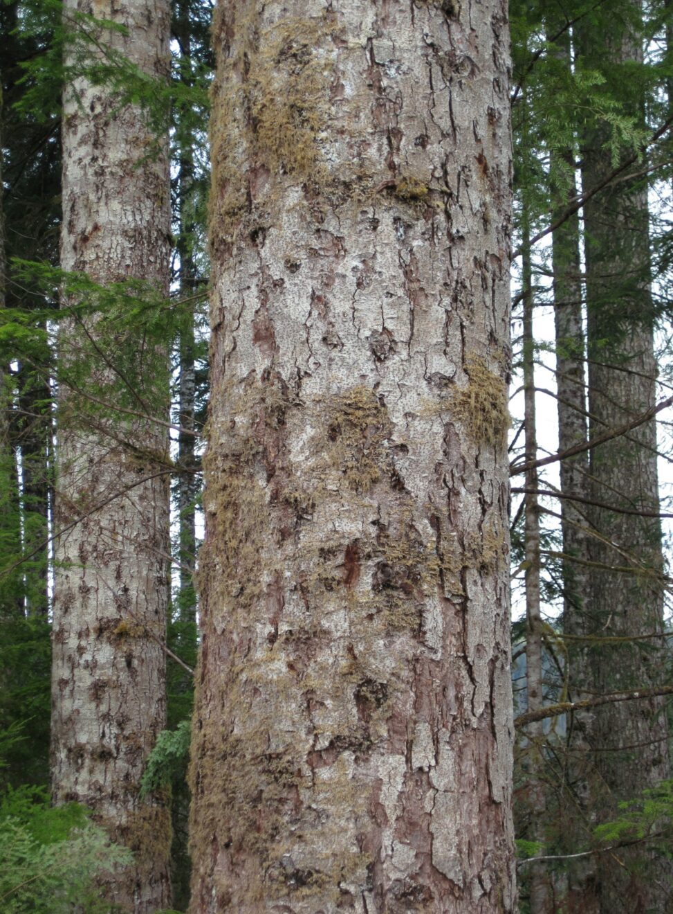 Pacific Silver Fir