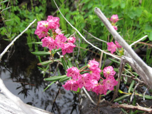 Western Bog-Laurel