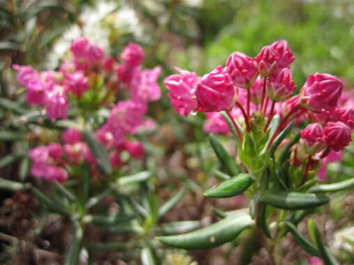 Western Bog-Laurel