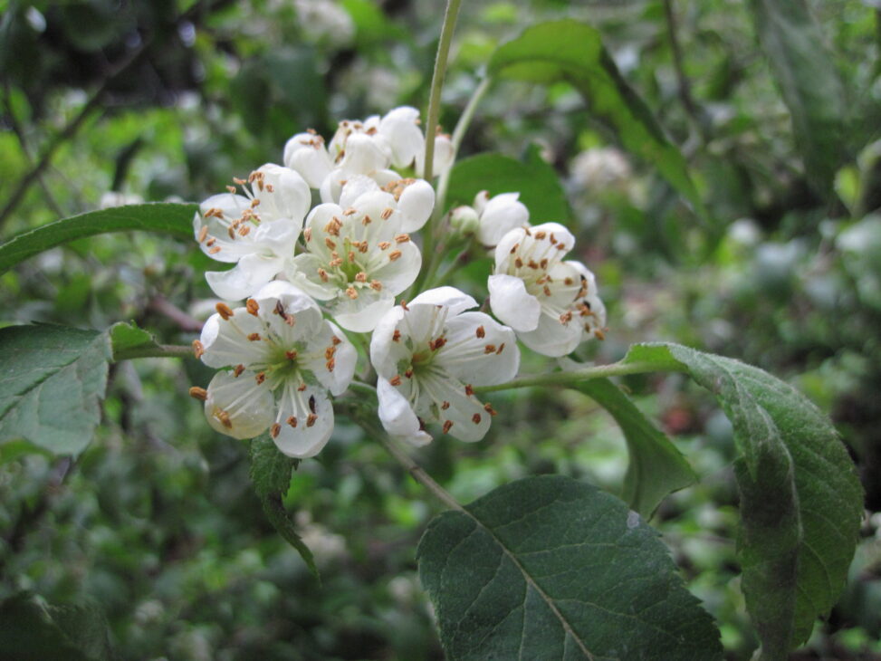 Pacific Crabapple