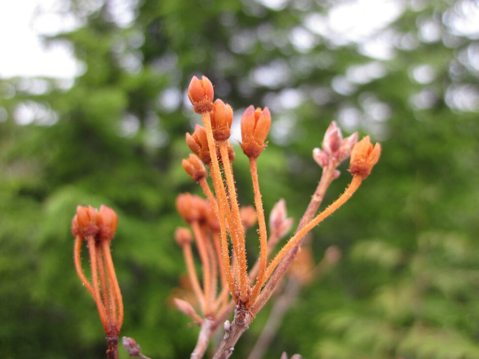 False Azalea