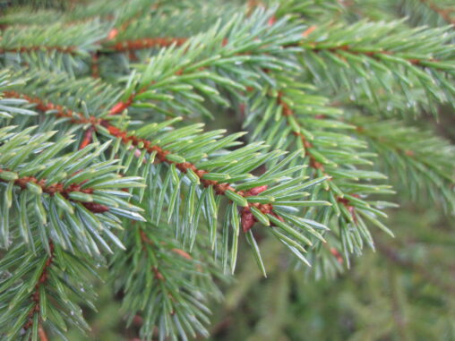 Sitka Spruce