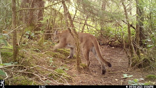 Mountain Lion