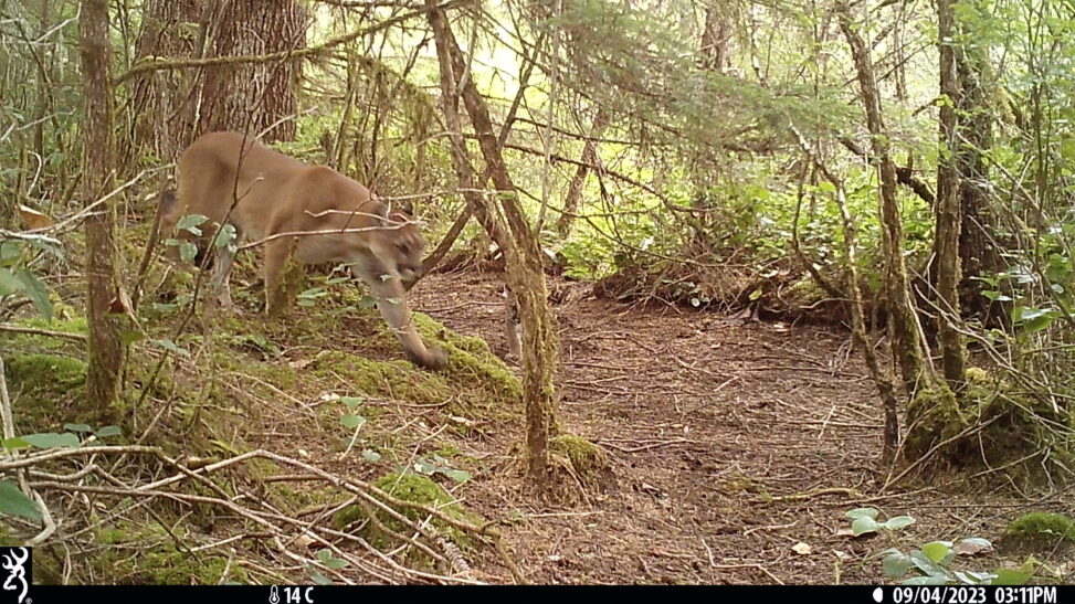 Mountain Lion