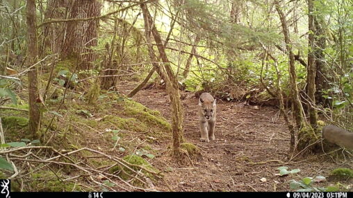 Mountain Lion