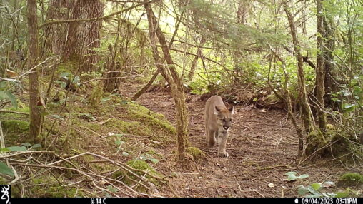 Mountain Lion