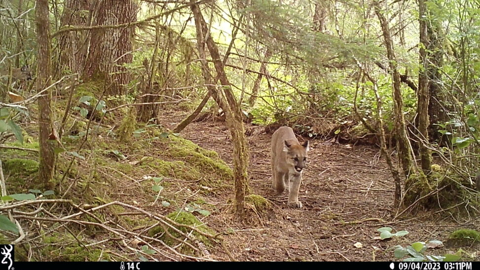 Mountain Lion