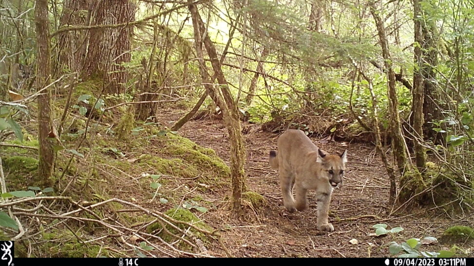 Mountain Lion