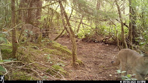 Mountain Lion