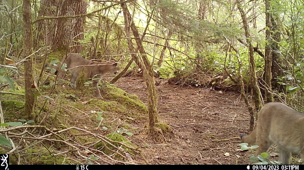 Mountain Lion