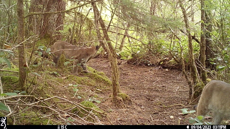 Mountain Lion