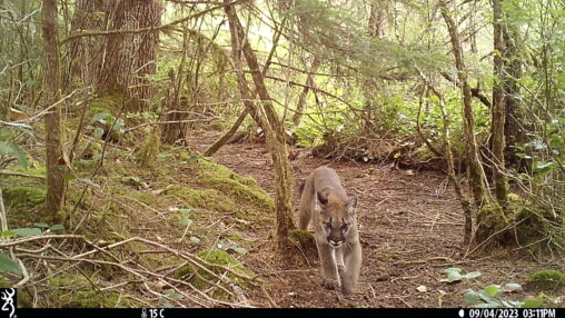 Mountain Lion