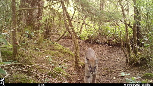 Mountain Lion